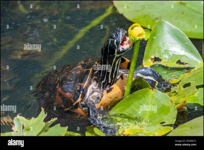 Quel est le nom scientifique de la tortue de Floride ?