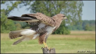 Quel est le nom scientifique de la Buse variable ?