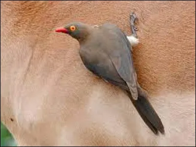 Quel est le nom de cet oiseau qui se nourrit des parasites d'autres animaux ?