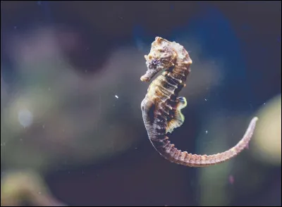 Si tu as choisi un animal marin, ce serait :