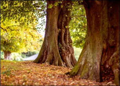Si tu veux un paysage, que voudrais-tu ?
