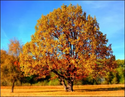 Si tu voulais un paysage, que voudrais-tu ?