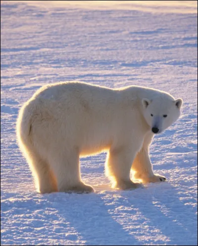 Lequel pourrais-tu vouloir aussi ?