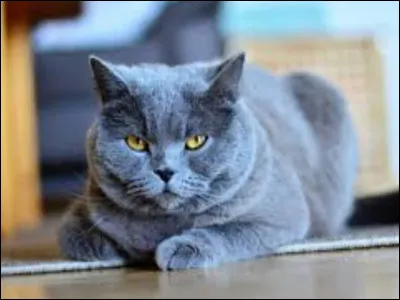 Si tu as r&eacute;pondu chat, de quelle couleur veux-tu que soit son pelage ?