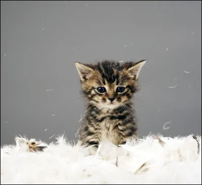 Si tu as r&eacute;pondu chat, de quelle couleur veux-tu que soit son pelage ?