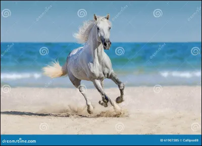 Situation : tu es un chien. Quel est ton statut ?