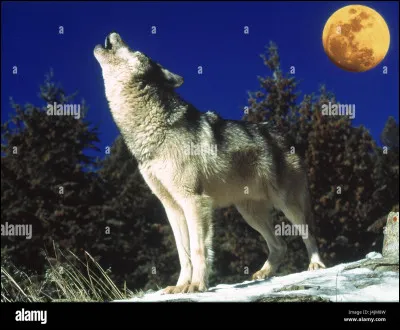 De quelle race es-tu ?