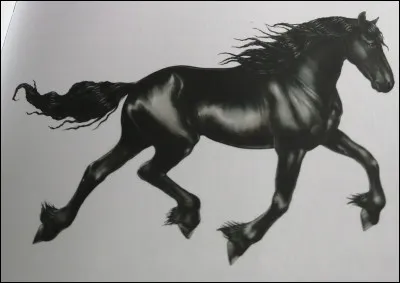 Quelle est cette race de cheval ?