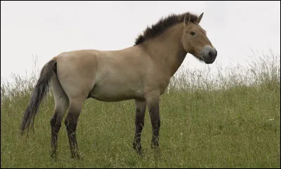 Quel est le cheval qui est apparu à la Préhistoire ?
