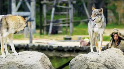 Quels animaux peut-on voir au Puy du Fou ?