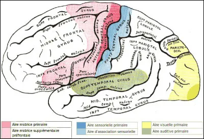 Il est vrai que les gauchers seraient réputés être plus créatifs. Mais y aurait-il une raison objective à cela ou, tout du moins, un argument recevable ?