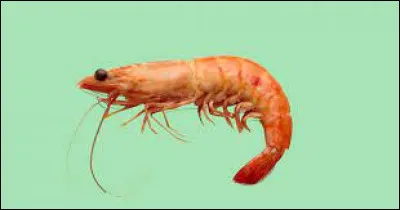 Que faut-il ajouter à "cre" pour obtenir le nom de ce petit crustacé ?
