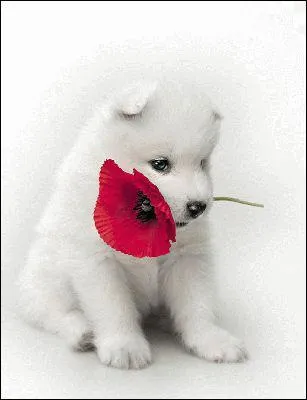 Qui chante 'j'ai douze ans ' ?