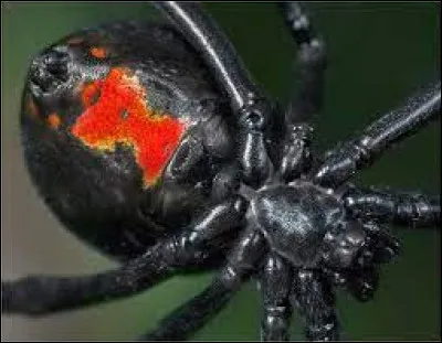 Quel est le nom de cette araign&eacute;e noire reconnaissable au dessin en forme de sablier rouge ?