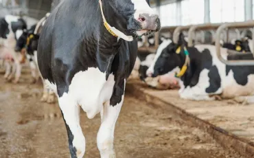 Quiz Vaches