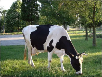 De quelle famille font-elles partie ?