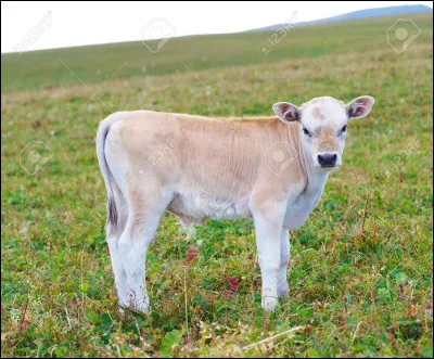 Comment s'appelle son petit ?