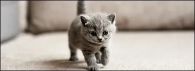 Finalement, la dent reste coincée et quand des chats demandent comment il s'appelle, il répond...