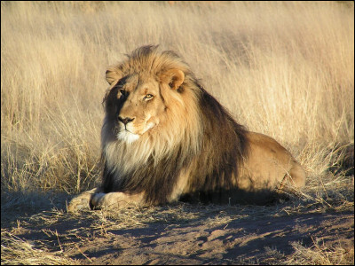 Le lion fait 225 kg de moyenne.