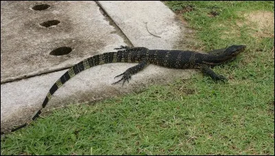 Le varan peut marcher sur l'eau.