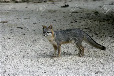 Voici un renard gris.