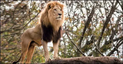 Voici un lion d'Afrique.