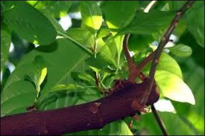 La quinine est extraite de l'écorce de l'arbuste quinquina. Quelle maladie permet-elle de soigner ?