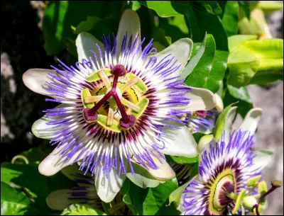 Quel est le nom de cette fleur particulière ?