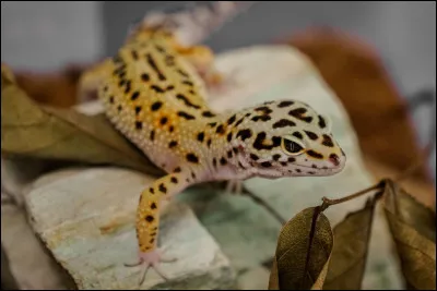 Voici un gecko tokay :