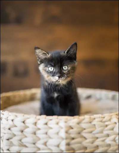 Il existe 167 races de chats dans le monde :