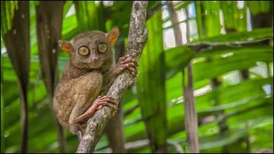 Voici un tarsier :