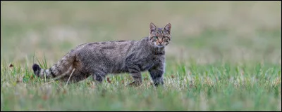 Voici un chat du Bengale :