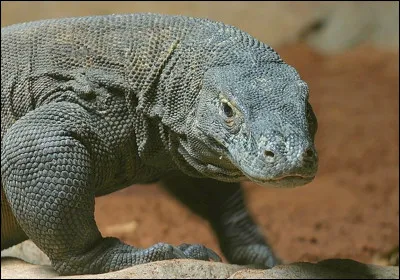 Voici un varan de Komodo :