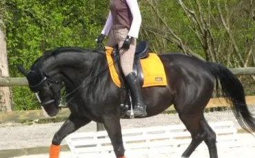 Quiz Galop 2