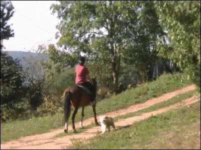 Lorsque vous tes en promenade vous :