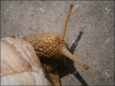 Qu'est-ce que c'est ?