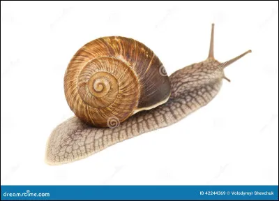 Comment s'appelle la peur des escargots ?