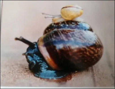 À quel âge un escargot devient-il adulte ?