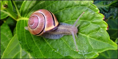 Combien existe-t-il de races différentes d'escargots ?
