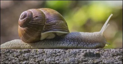 Ils existent depuis...