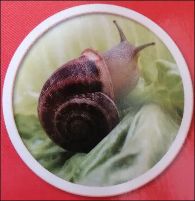 Quelle est la longévité d'un escargot ?