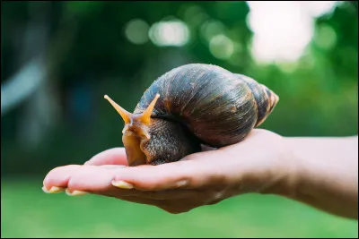 Existe-t-il des escargots venimeux ?