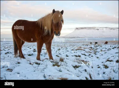 Quelle est cette race ?