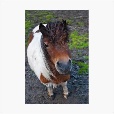Quel est ce petit poney ?