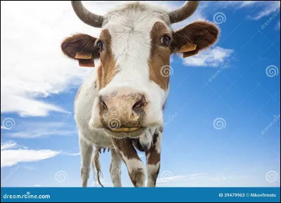 Quelle est cette race ?