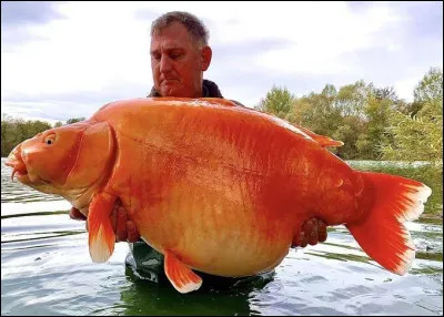 Voici un poisson rouge :