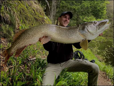 Voici un barracuda :