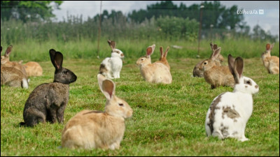 Lequel est un lapin entre ces deux images ?