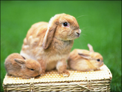 Le lapin est-il un mammifère ?