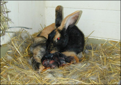 Comment s'appelle le bébé du lapin ?